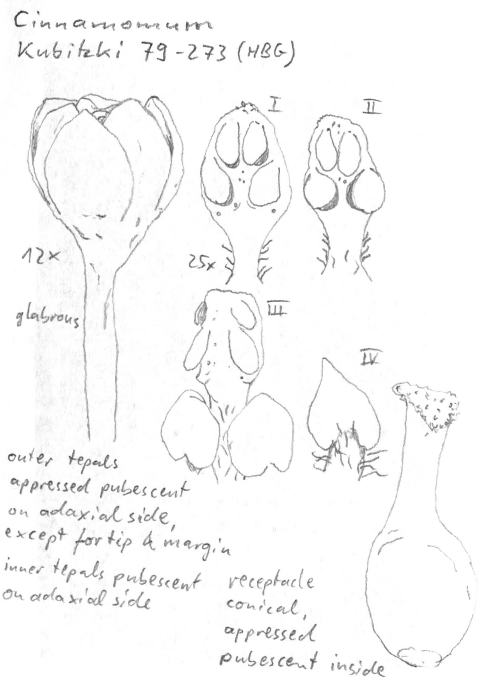 Vorschaubild Aiouea spec., Kubitzki 79-273